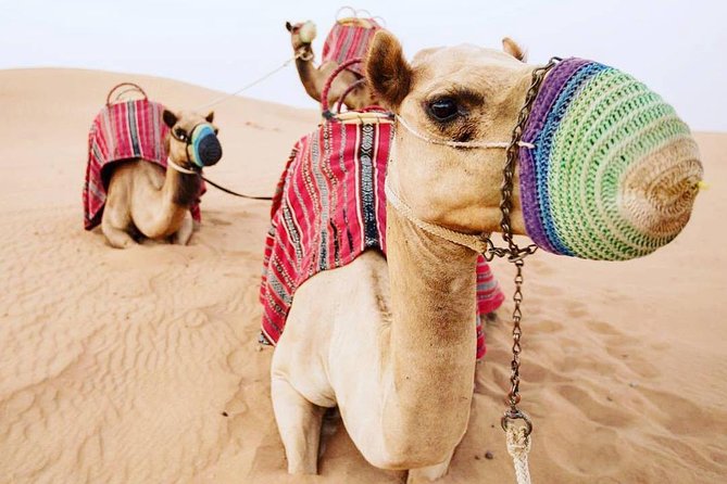 Camel Farm Visit - Dubai UAE - Camel rides and photo sessions: how to make the most of 45 minutes