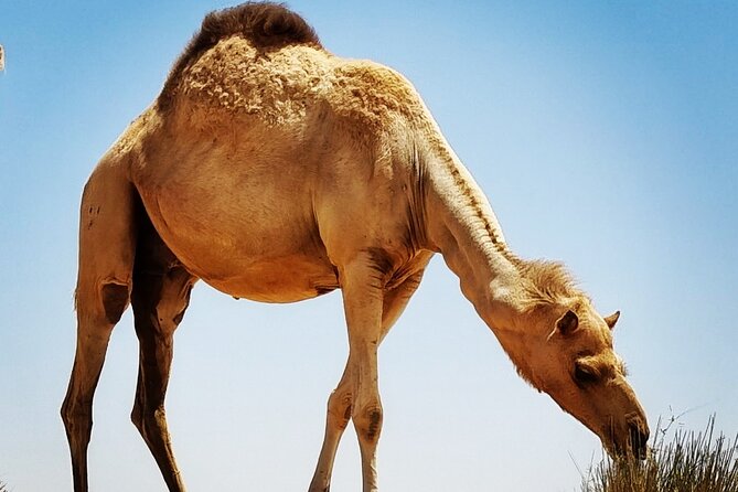 Camel Ride Safari in Red Dunes - Pickup, timing, and the simple half-day flow