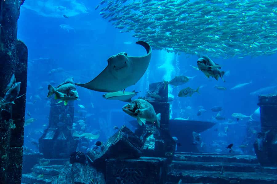 City Sightseeing Dubai HOHO Bus Tour, Aquaventure & More - 3-day HOHO Dubai, what makes this ticket feel like value