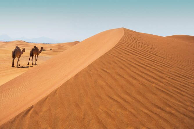Desert Safari Abu Dhabi w/ Sand Boarding, Camel Ride & BBQ Dinner - Timing Matters: 3:00 PM to Night and Why It Feels Right