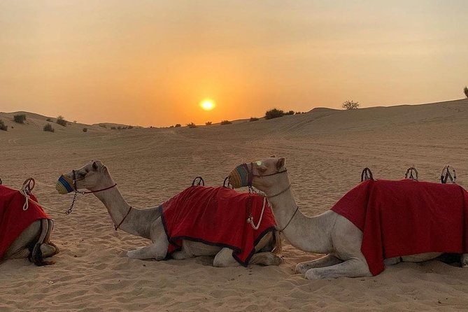 Desert Safari Red Dunes with Camel Ride, Sandboard, BBQ and Shows - Why This Dubai Desert Safari Feels Like a Proper Night Out