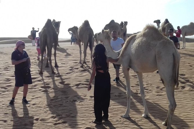 Desert Safari Tour, Quad Bike with BBQ Dinner & Show from Dubai - Camel Ride and Desert Camp: More Than Just a Photo Stop