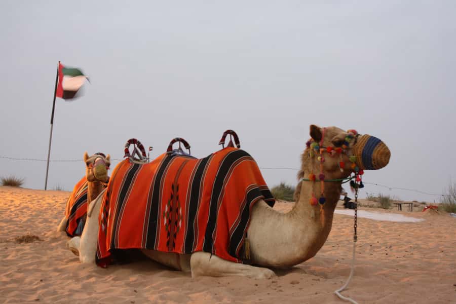 Dubai 4WD Evening Desert Safari - Pickup timing and how the afternoon turns into dune time