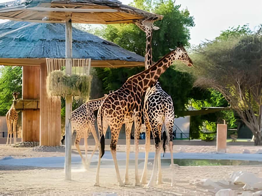 Dubai: Al Ain Garden City with Conservation Zoo - The rhythm of the 8 hours: where the schedule feels tight