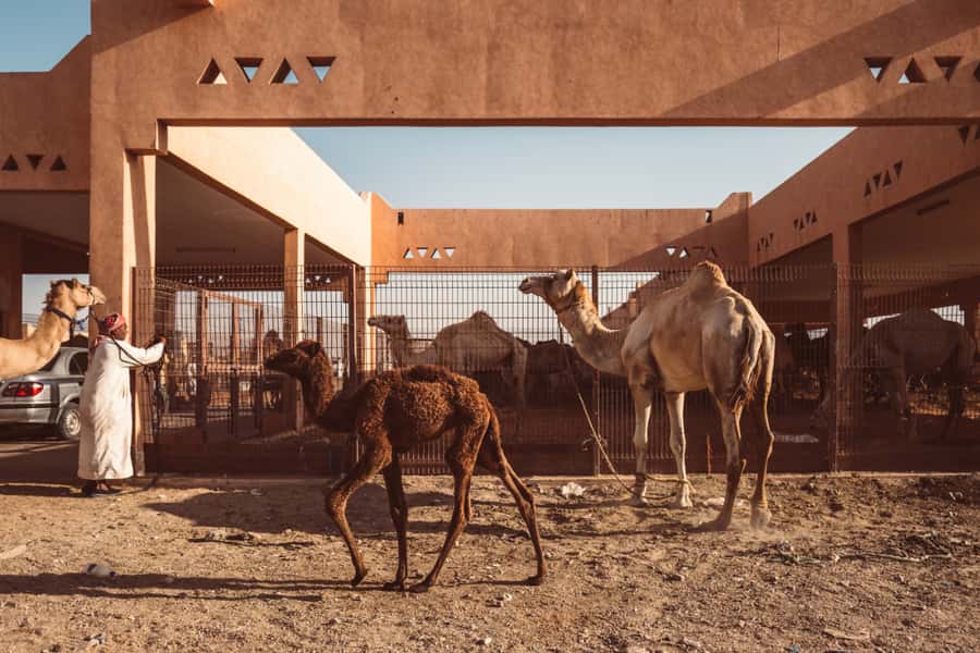 Dubai: Al Ain Oasis, Camel Market, Old Museum & Jebel Hafeet - Dubai to Al Ain: why this trip feels like a reset