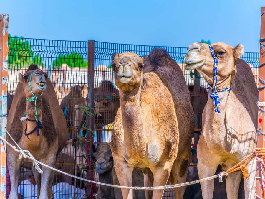 Dubai: Al Ain Oasis, Camel Market, Old Museum & Jebel Hafeet - Price and value: $490 per group up to 3
