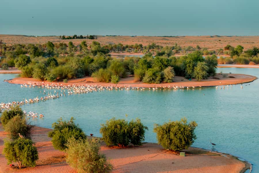 Dubai: Al Marmoom and Al Qudra Lakes Guided Tour with Dinner - Key highlights to watch for