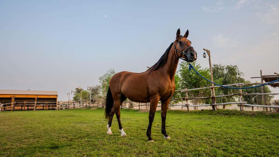 Dubai: Al Marmoom Oasis Horse Riding Experience with Snack - Key things that make this horse ride worth your time