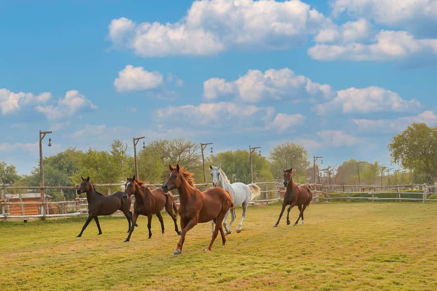 Dubai: Al Marmoom Oasis Horse Riding Experience with Snack - In the saddle: the 30-minute ride option and what the route feels like