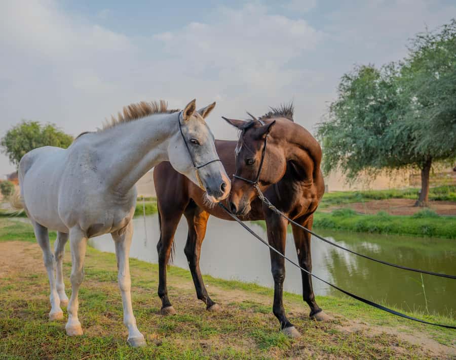 Dubai: Al Marmoom Oasis Horse Riding Experience with Snack - What to wear: the dress code that keeps you comfortable (and out of trouble)