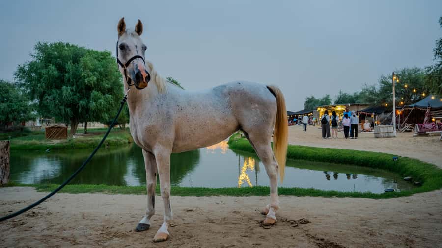 Dubai: Al Marmoom Oasis Horse Riding Experience with Snack - Refreshments and the small comforts that make the day feel easy
