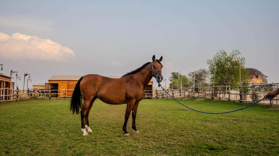 Dubai: Al Marmoom Oasis Horse Riding Experience with Snack - Who should book this, and who should skip it