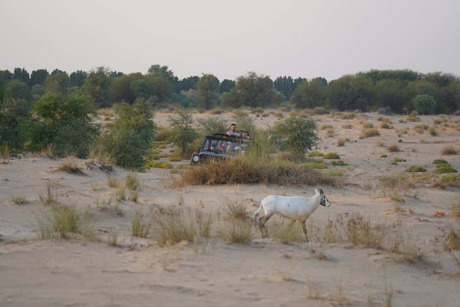 Dubai: Al Marmoom Oasis Safari, Animal Spotting & Breakfast - Bedouin Breakfast That Actually Feels Like Breakfast