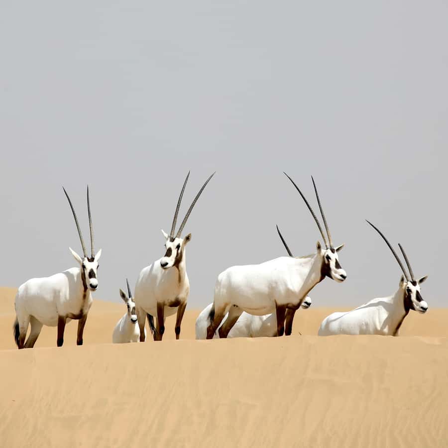 Dubai: Al Marmoom Oasis Safari, Animal Spotting & Breakfast - Choosing This Tour with Safety and Comfort in Mind