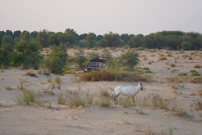 Dubai: Al Marmoom Oasis Vintage Safari: Camels, Stargazing & Meal - Stargazing with telescopes, and how to make the night work