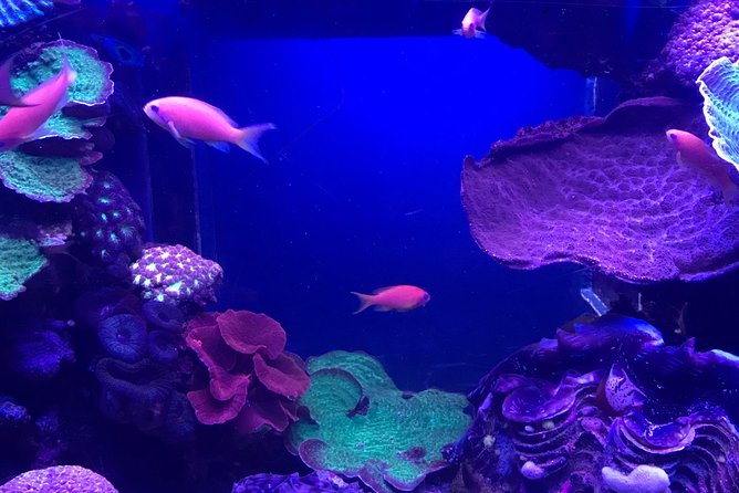 Dubai Aquarium and Underwater Zoo Admission Ticket with Options - Underwater zoo: King Crocs, night creatures, and a different kind of wow