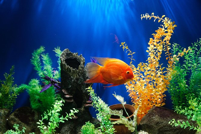 Dubai Aquarium and Underwater Zoo Admission Ticket with Options - Price and value at about $50: when it feels fair, and when it does not