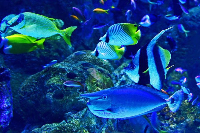 Dubai Aquarium and Underwater Zoo Admission Ticket with Options - Duration, pacing, and how long you should block on your calendar