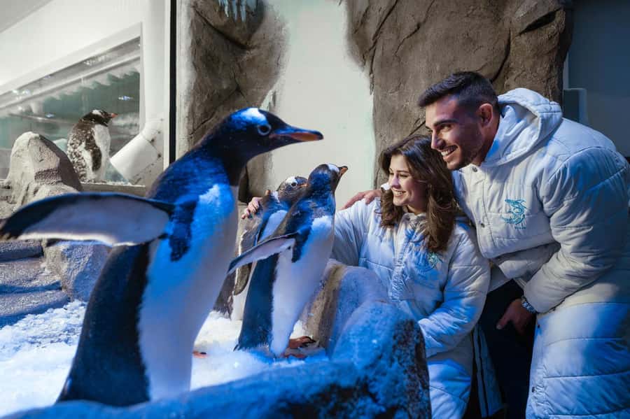Dubai: Aquarium and Underwater Zoo Experience - How long to plan, and when the timing works best