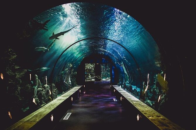 Dubai Aquarium underater zoo penguin cove with optional transport - Aquarium Tunnel and feeding: where the magic turns practical