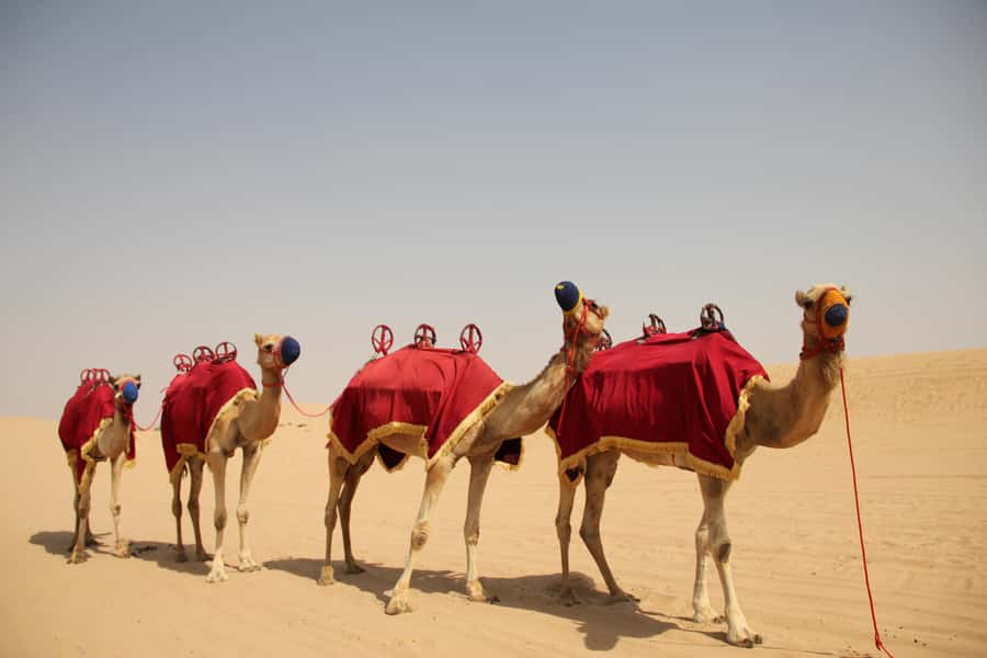 Dubai: Bedouin Camp, Dune Safari, Falcon Show & BBQ Dinner - Sandboarding and timing: short fun, not a sports clinic