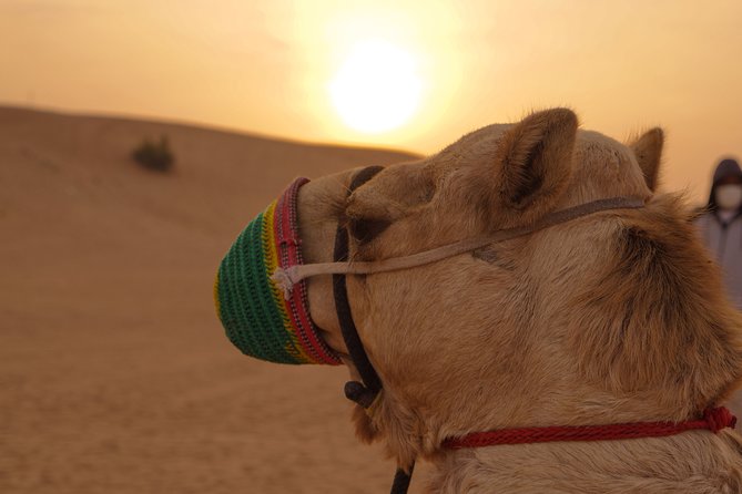 Dubai Buggy Tour in red sands and Desert Safari - Guides like Anwar, Shan, Usman, Mujeed, and Jackson: what to expect
