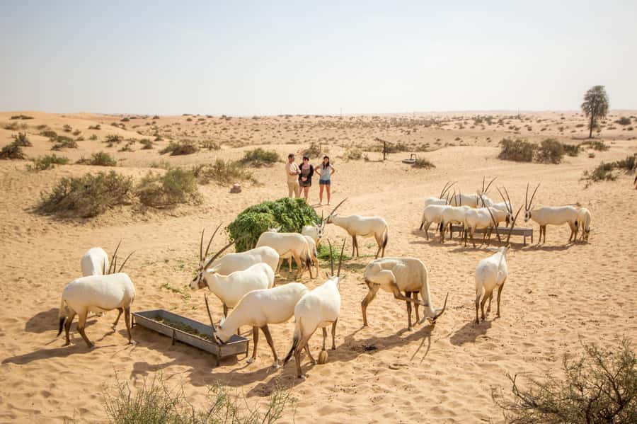 Dubai: Conservation Drive & Platinum Breakfast - Key Things That Make This Tour Worth Your Morning