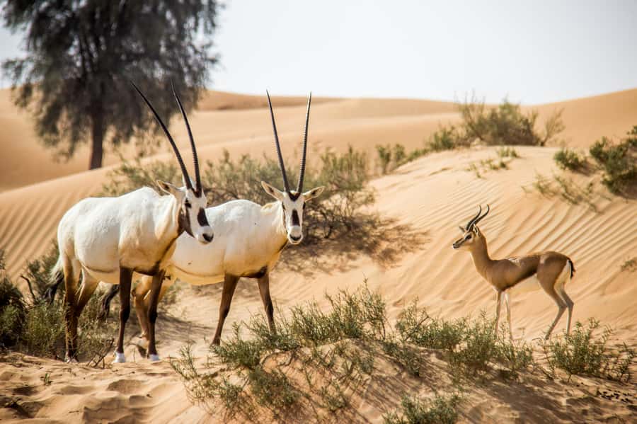 Dubai: Conservation Drive & Platinum Breakfast - Price at $189: When It Feels Expensive and When It Makes Sense