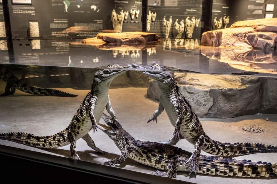 Dubai Crocodile Park Ticket - Entering Dubai Crocodile Park, Ticketed and Easy to Start