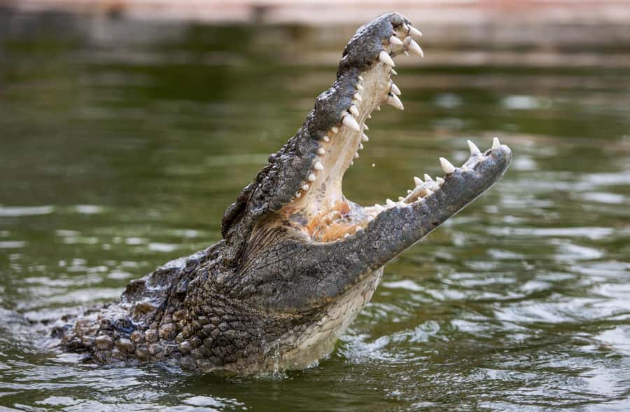 Dubai Crocodile Park Ticket - The Natural History Museum: evolution explained in plain human terms