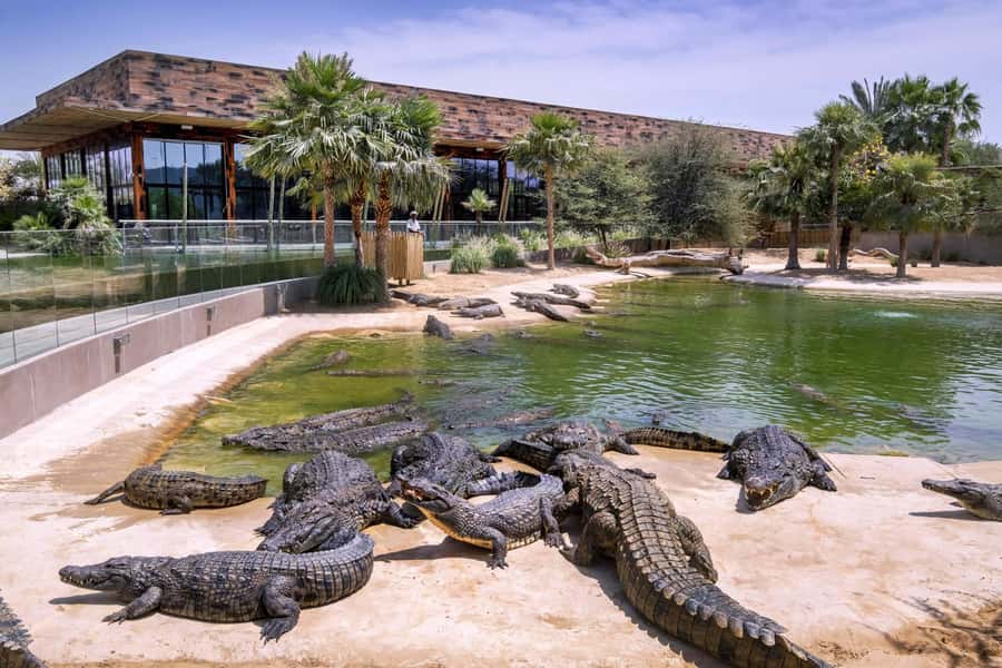 Dubai Crocodile Park Ticket - Value and price: why $17 can make sense in Dubai