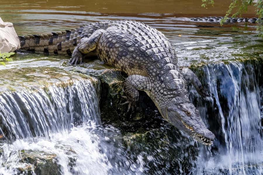 Dubai Crocodile Park Ticket - Who this experience fits best
