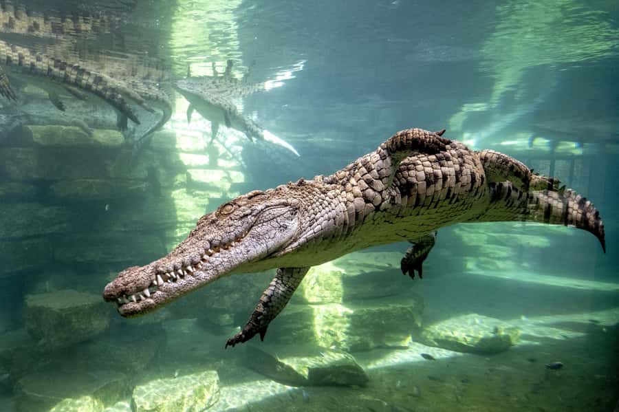 Dubai Crocodile Park Ticket - African-themed enclosures with 250 Nile crocodiles to watch