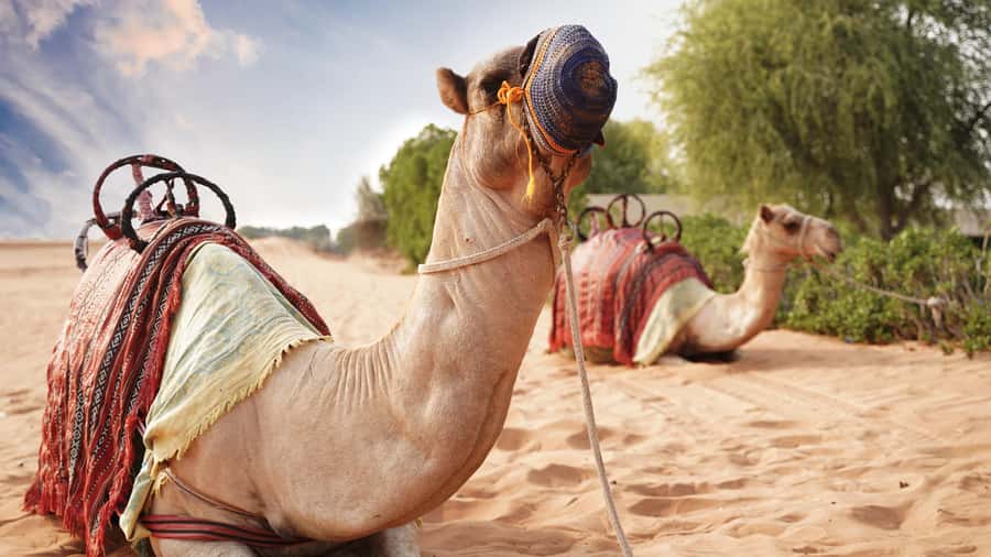 Dubai Desert Adventure: Red Dunes Guided Quad/Polaris & BBQ - Bedouin camp: coffee, dates, shisha, henna, and a short camel ride