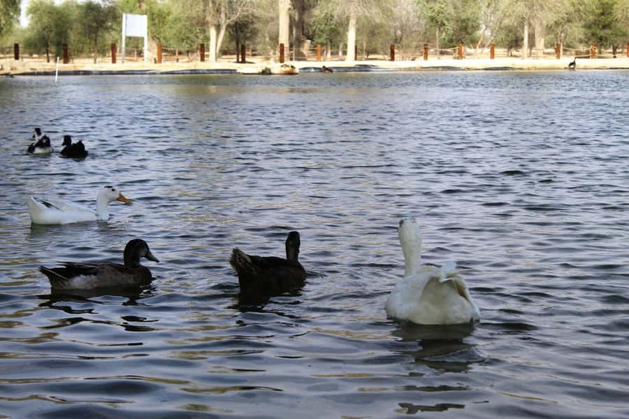 Dubai Desert Morning Drive with Wildlife Experience - Key highlights worth making time for