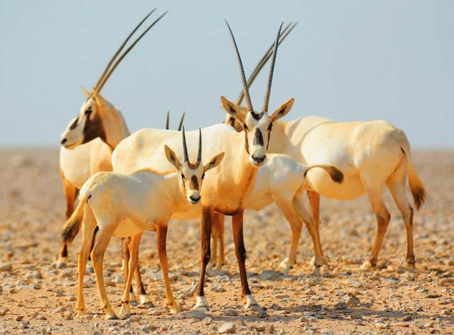 Dubai Desert Morning Drive with Wildlife Experience - Dune bashing and sandboarding: the part you should not rush