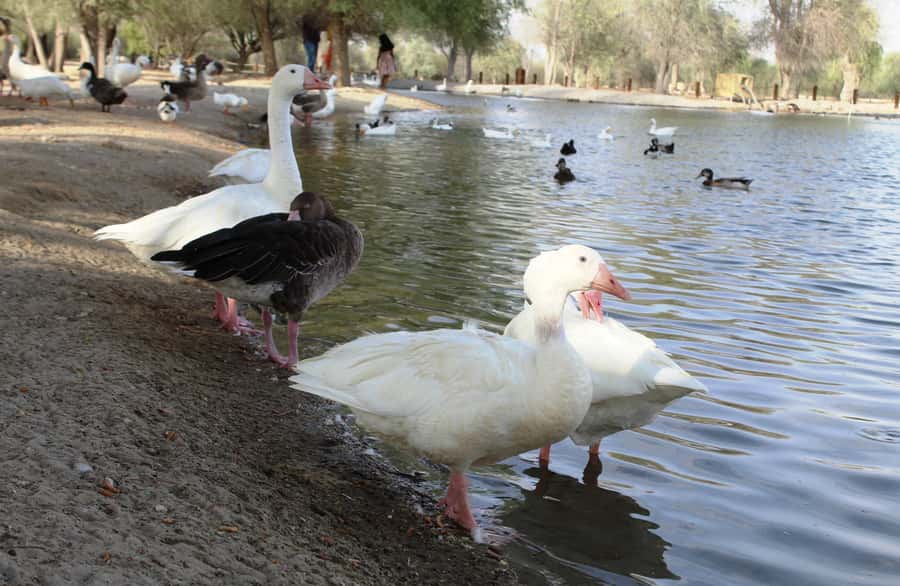 Dubai Desert Morning Drive with Wildlife Experience - Al Qudra Lakes: why the waterfront stop is more than a photo break