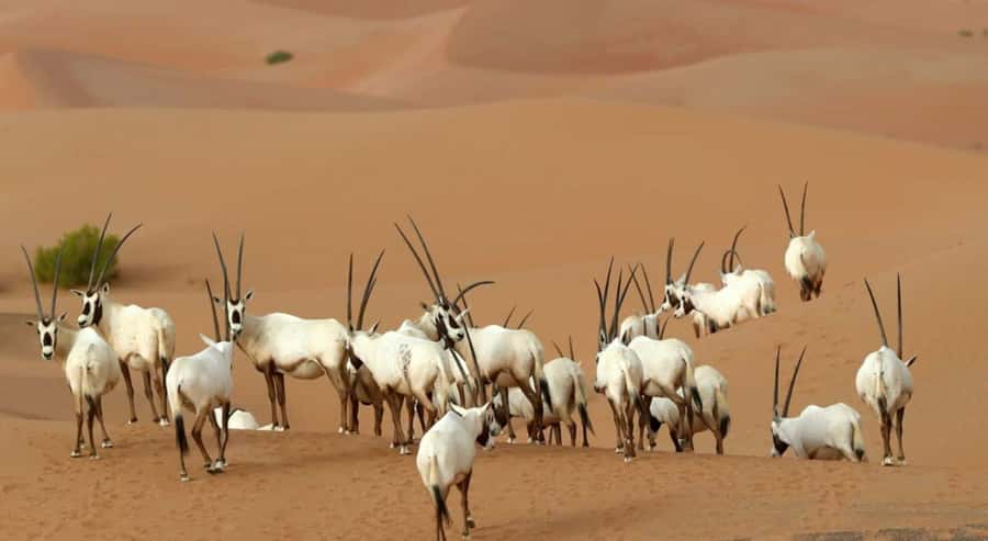 Dubai Desert Morning Drive with Wildlife Experience - What the included refreshments actually add to your morning