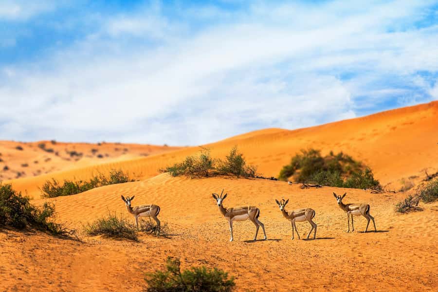 Dubai Desert Morning Drive with Wildlife Experience - Private 4x4 pickup and small-group control