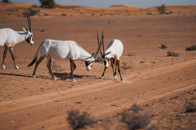 Dubai Desert Safari: Camel Ride, Sandboarding, BBQ & House Drinks - Price and value for a 6-hour Dubai desert safari