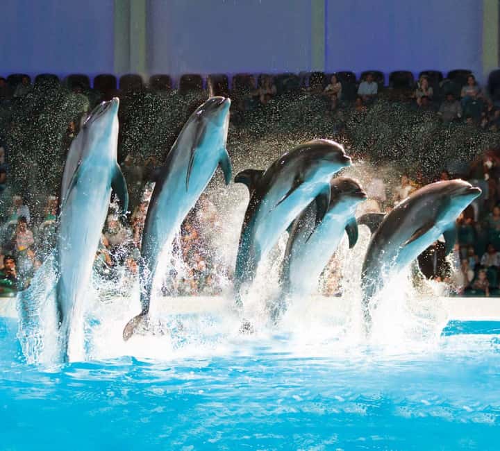 Dubai: Dubai Dolphinarium Dolphin, Seal & Bird Show Tickets - Getting in: Creek Park Gate 1 and quick voucher exchange