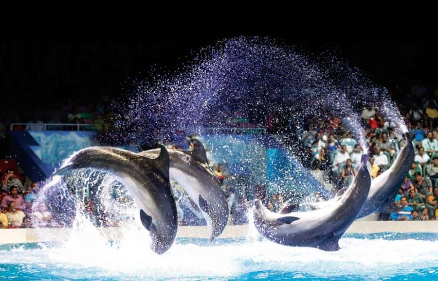 Dubai: Dubai Dolphinarium Dolphin, Seal & Bird Show Tickets - The dolphin and seal show: stunts, training, and the good kind of chaos