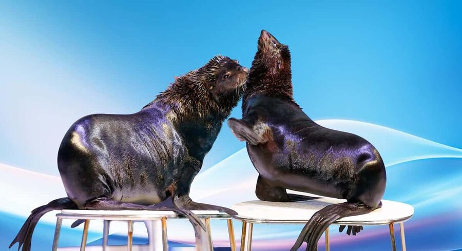 Dubai: Dubai Dolphinarium Dolphin, Seal & Bird Show Tickets - The Exotic Bird Show: color overhead, and a few seat concerns