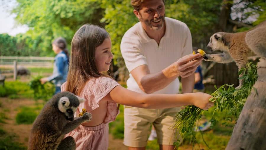 Dubai: Dubai Safari Park Entry Pass - When to Go: Timing for Animals, Comfort, and Realistic Expectations