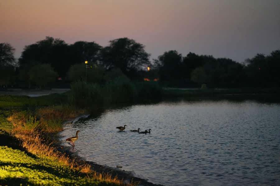 Dubai: Evening Desert Safari with Camel Ride & Stargazing - Al Marmoom Oasis: camel ride, sandboarding, horses, and falcons