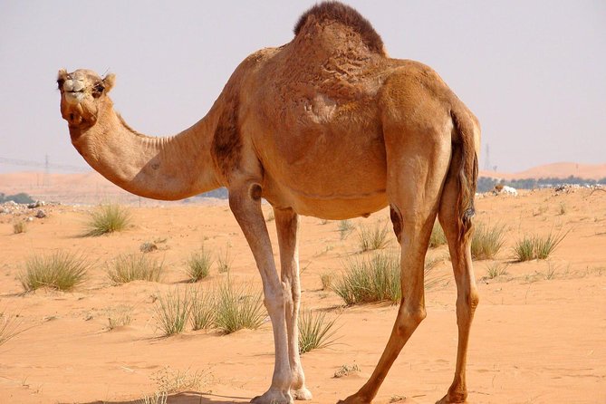 Dubai Evening Private 4x4 Dunes Bashing Desert Safari & Sunset - Camel Ride and Falcon Photo Opportunity: Cute, Iconic, and Fast
