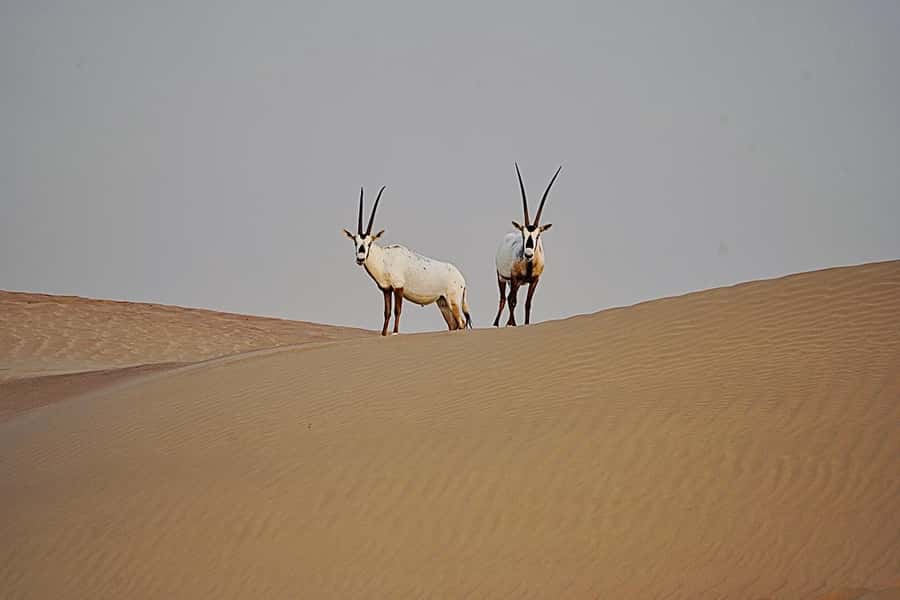 Dubai: Half-Day Camel Trekking with Al Marmoom Breakfast - The Camel Caravan: About 45 Minutes on Calm, Well-Guided Camels