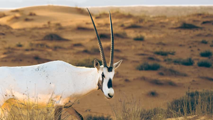Dubai: Heritage Desert Safari wtih Overnight and Breakfast - Price value: what $298 buys you in a Dubai overnight safari