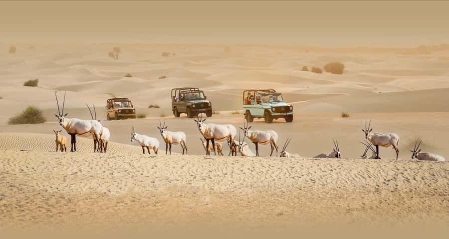 Dubai: Heritage Safari, Camel Ride & Al Marmoom Oasis Dinner - Why Al Marmoom Oasis Feels Different From a Standard Desert Tour