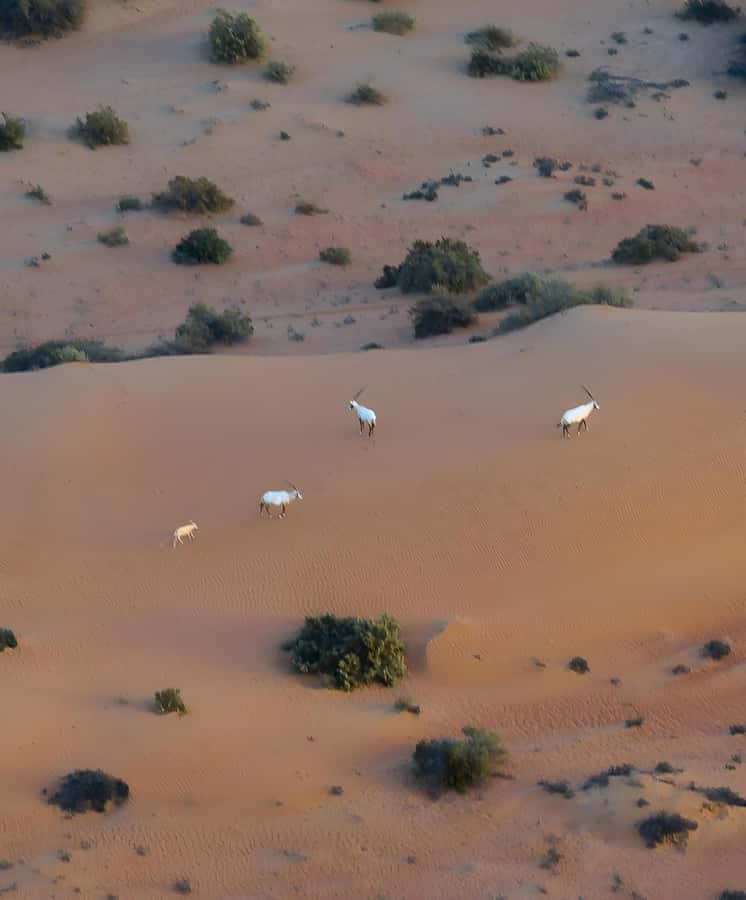 Dubai: Hot Air Balloon, Camel Ride, Desert Safari & More - After Landing: How the Desert Safari Keeps the Momentum